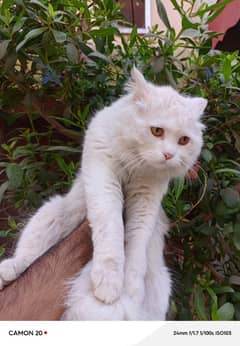 healthy male full train male Washroom train male Beautiful cat