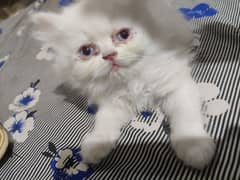Persian kittens peke bloodline