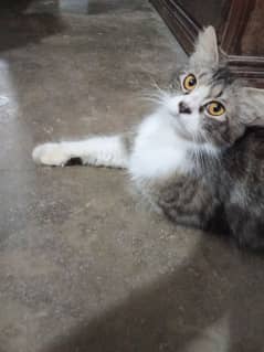 Cat pair