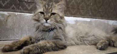 Persian male cat adult cat grey colour