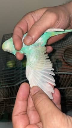 saling rainbow Budiges in reasonable price