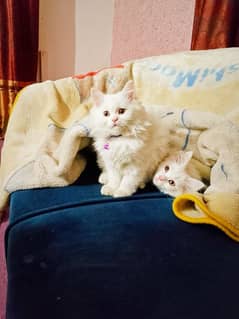 Persian cat