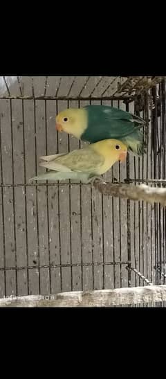 lovebirds