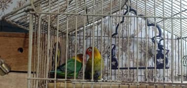 fisher female green opline male age 2 sal ha