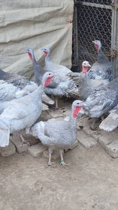Blue Turkey Chicks Available!