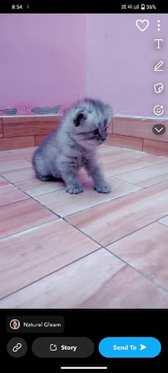 3 Persian cats for sale