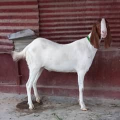 2 daant bakre