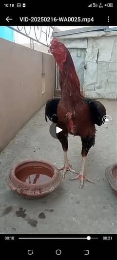 aseal murgh