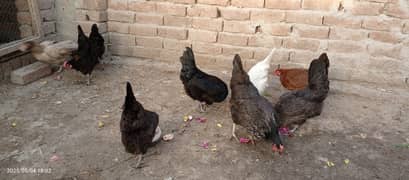 EGG LAYING HENS FOR SELL