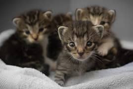 newborn kittens for adoption (cats)