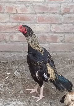 aseel java