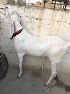rajanpuri bakra