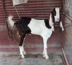 2 daanr bakra