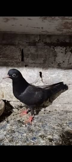 home breed black teddy & rampori