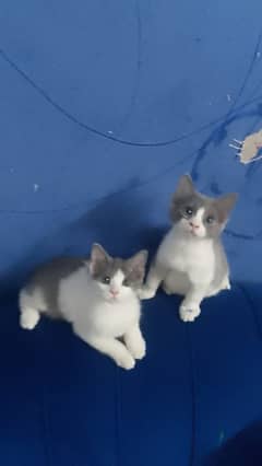 cat kitten double Cote