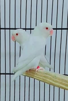 Albino red eyes