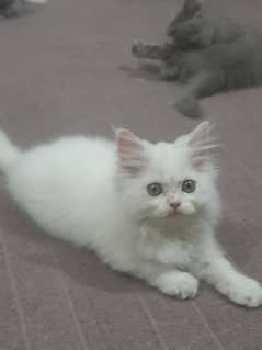 cats