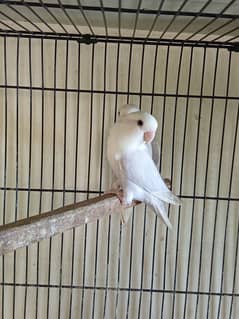 Rosicoli Dilute Lovebirds