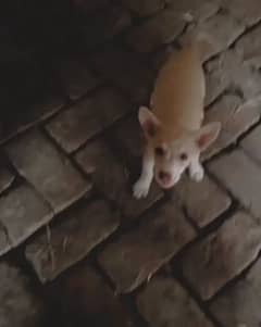 Chihuahua female exchange possible