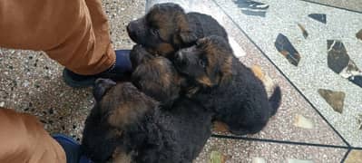 Top quality German Shepherd puppies