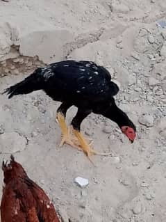 shamo