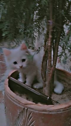 kitten