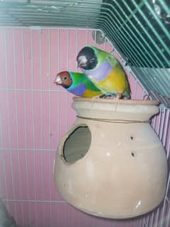 Lady