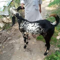 goat male