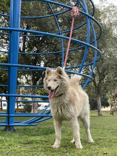 Siberian Husky male dog