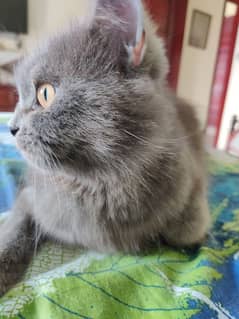 persian