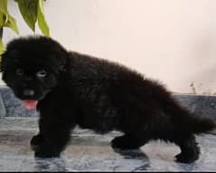 German Shepherd female puppy available for sale