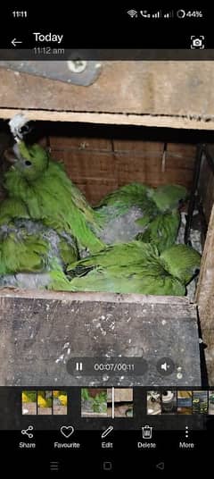 Sunconure