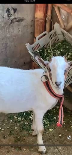 tedi bakra