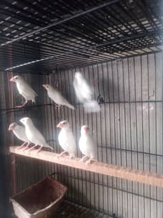 mobile love birds parrots Dove finch java paty