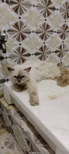 Persian cats