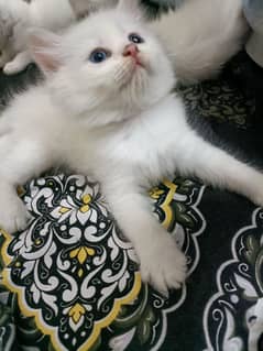 kitten for sale