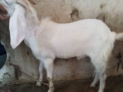 Bakra