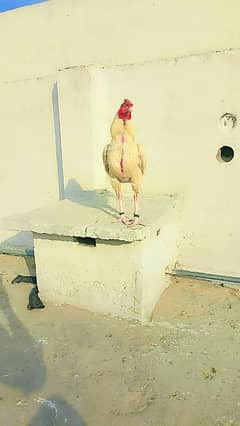 Heera
