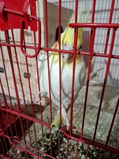 urgent sale