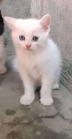 2 persian male kittens for sale