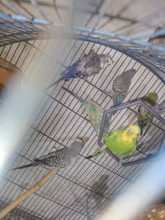 Australians parrot best quality