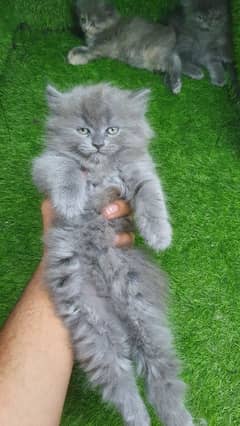 Persian kitten gray color triple coated male contact 03225655558