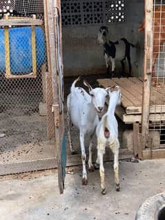 barbari  bakri