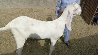 Rajanpuri Bakra Fresh 2 Dant