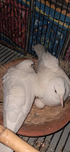 White Breeder Doves for sale
