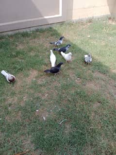 pigeon( kabootar)