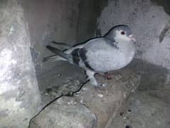 Male