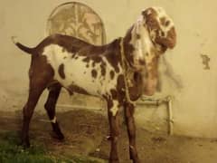 Qurbani Bakra for sale