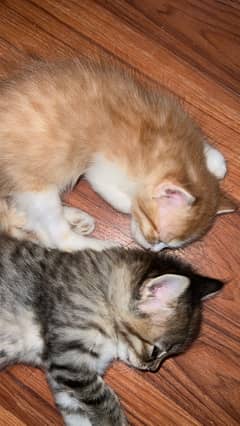 4 Cute Kittens for sale