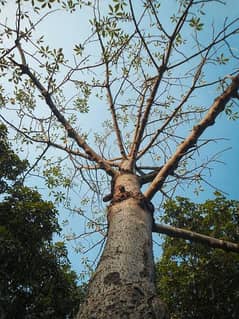 Sunbal